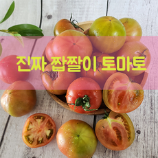 대저 짭짤이 토마토 정품 산지직송 사이즈선별, 1박스, 짭짤이토마토 2.5kg [2S-S]