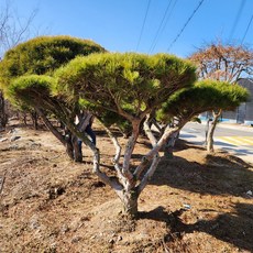 [충북농원] 반송 소나무 둥근소나무 묘목 - 접목묘분묘, W0.3/분