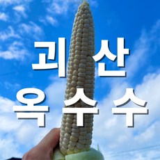 [구공몰] 괴산 대학찰옥수수 20개/30개 다이어트 산지직송, 20개