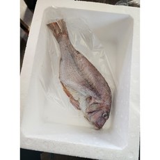 자연산 반건조 도미 중량 실한 참돔 제수용 제사상 대 (30cm 550g), 2개, 손질후 35cm/ 1.1kg