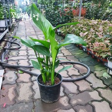 ku65ut8090fxkr(163cm)
