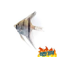 엔젤피쉬 TOP01