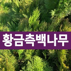 [나무의모든것] 황금측백나무 포트묘 분묘, 황금측백나무 분묘, 1개