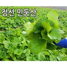 곰취 곰취나물 강원도 정선 민둥산 노지재배 생곤드레 곤드레나물, 1박스, 곰취 4kg
