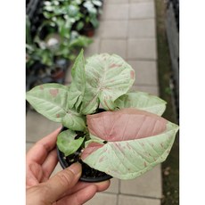 싱고니움밀크컨페티