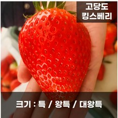 딸기의여왕 킹스베리, 1개, 특 400g(10-13과)