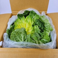 [해남 직송] 국내산 제철 봄동 겉절이 달큰한 맛, 10kg, 1박스