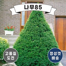 (나무85) 주목나무 눈주목나무 묘목, 2. 눈주목 키 30cm, 1개