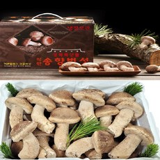 송화 송향버섯 송고버섯 식당용(알뜰형)1kg, 1개
