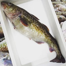 금성호조업 강원도 국산 생물 대구 손질대구 국내산대구, 1개, (실속)급랭손질대구 순살 2kg