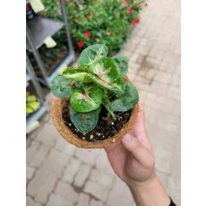 싱고니움
