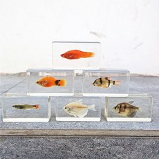 물고기표본/물고기박제 과학시간 과제/교육용4~6cm, 형광황소게(초록) 73, 1개