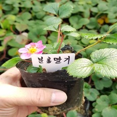 분홍꽃 딸기 모종(관하) 사철딸기, 1, 분홍딸기, 1개