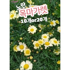 목마가렛키우기