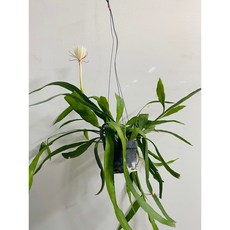 립살리스부사완