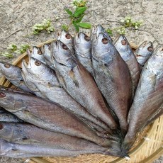 자연산 여수 반건조 반찬용 민어 2미 (30cm내외), 1개
