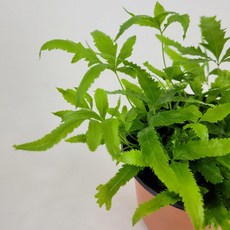 에버그린 고사리 10cm 소형 5개 공기정화 플랜테리어 초보자추천 포인트 뾰쪽뾰쪽잎 거실