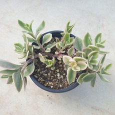 썬로즈