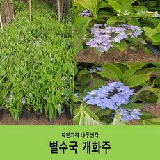 별수국
