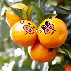 오늘출발 고당도 제주 특산품 귤 1박스 2.5kg(로얄귤돼지) 상품 이미지