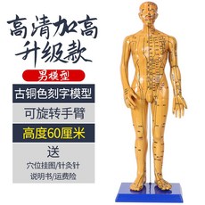 킹덤코리아 손마네킹 인체 침술 모형 혈위치 중의학 의사다 가르치다 전신 고화질 경락 도모함 인형 실리콘 미루다 소피, 구리 남자 하드 불가 바늘결속 손 회