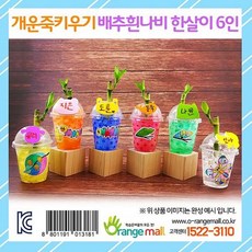 배추흰나비키우기