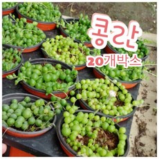 인판티노대롱대롱
