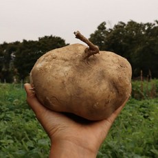 함평천지히카마