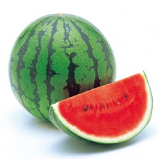 씨없는수박-추천-상품