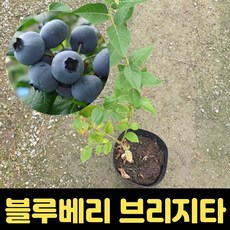 블루베리 포트묘 6치 브리지타 과수 블루베리과실수 묘목