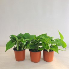 스킨답서스 3개묶음 실내공기정화식물 반려식물 플랜테리어 온누리꽃농원, 3개