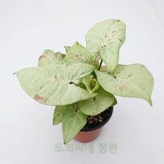 싱고니움밀크컨페티