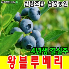 추천2 블루베리묘목재배