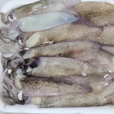 업소용 총알한치 1kg, 단일옵션, 1개