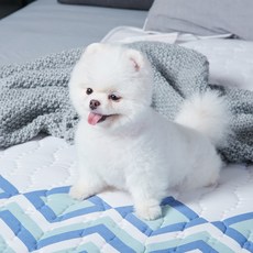 코스트코이메텍