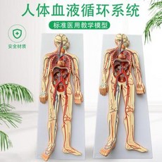 인간신체모형 장기모형 교육용 교구 내장 인체 혈액순환시스템 모델 전신내장기관 해부교구 심, 01 인체 혈액순환 모델