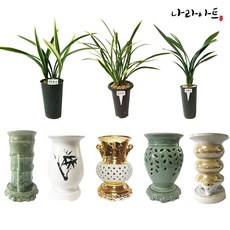 나라아트 동양란 난화분 모음, 07. 태양금(3-4촉)