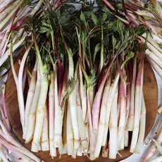 강원도 원주 햇 땅두릅 300g 500g 1kg 겨울두릅 강원도두릅 독활 두릎 산지발송, 강원도 햇 땅두릅 500g, 1개