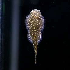 d41c377700128b46863987739c6614eb43c0da791889a09d1e0170cf3285.jpg