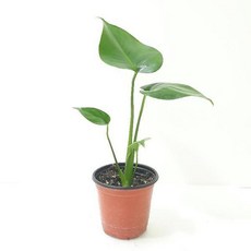 천연종이가습기