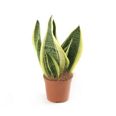 추천6산세베리아