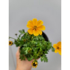 fb935bba08409dc469a5f04d91e8d76d1766a0ac6693257d013e6917f054.jpg