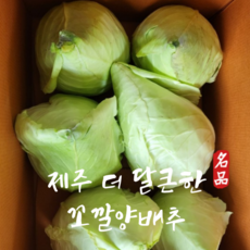 꼬깔양배추
 제주 꼬깔 양배추 달큰한 꼬깔양배추 1박스 달큰한 꼬깔양배추 3kg(3개내외)