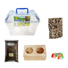 다우리아사슴벌레