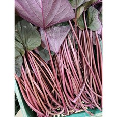 [여주능서농원] 껍질채 통째로 먹는 고구마줄기 고구마순 잎제거 무료서비스