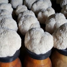세은무료 노루궁뎅이버섯 키우기 키트 배지 12개 유치원 학교 체험