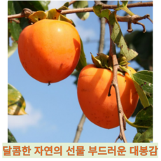[국내산] 부드럽고 달콤 신선한 고당도 산지직송 최상품 대홍시 대봉시 대봉감 홍시 후숙, 1개, 10kg(중대과-35과내)