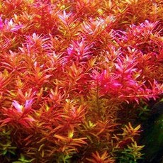 7 그린에서 레드 로탈라 로툰디폴리아 수족관 식물 살아보기 줄기 뿌리 없음 연못용 담수 수생 어항용, 7 그린에서 레드 로탈라 로툰디폴리아 수족관 식물 살아, 1개