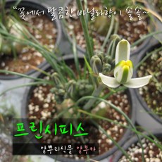 노란목향장미