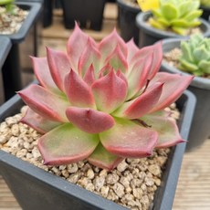 프리모리룸앤티비가방